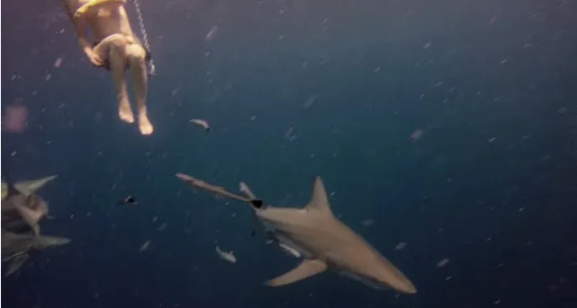 Μια Γυναίκα κολυμπά γυμνή ενώ περιβάλλεται από καρχαρίες [Video]