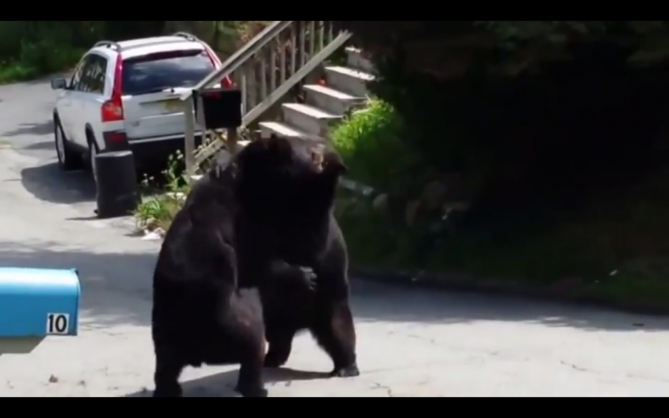 Δύο αρκούδες... τσακώνονται μέσα στο δρόμο