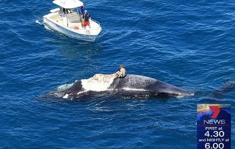 Αυστραλία: Σέρφερ πήδηξε στο κουφάρι φάλαινας την ώρα που το έτρωγαν καρχαρίες [video]