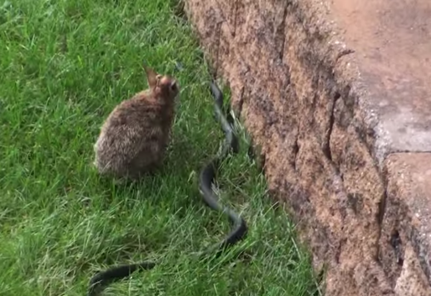 Η ηρωική μάχη μιας κουνέλας με ένα φίδι!