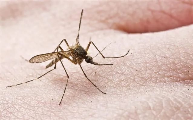 Η καλύτερη λύση για να μην σας τσιμπάνε τα κουνούπια!