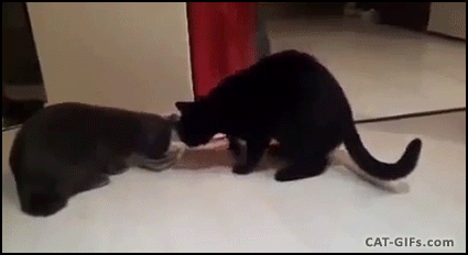 CAT-GIF-Two-hungry-but-and-a-single-food-bowl-haha