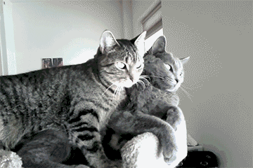 cutest-cat-gifs-snuggling