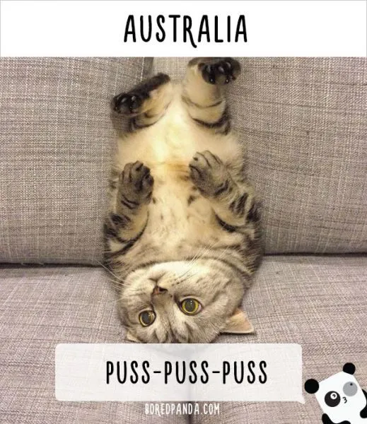 how-people-call-cats-in-australia