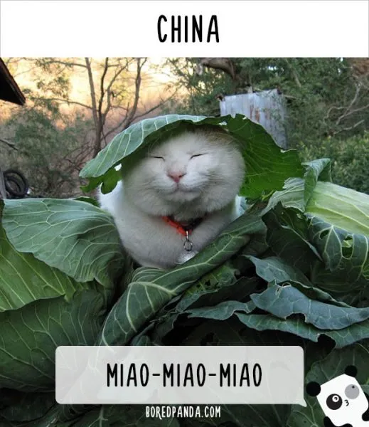 how-people-call-cats-in-china
