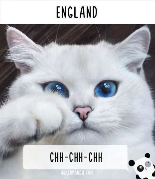 how-people-call-cats-in-england