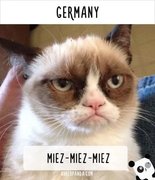 how-people-call-cats-in-germany