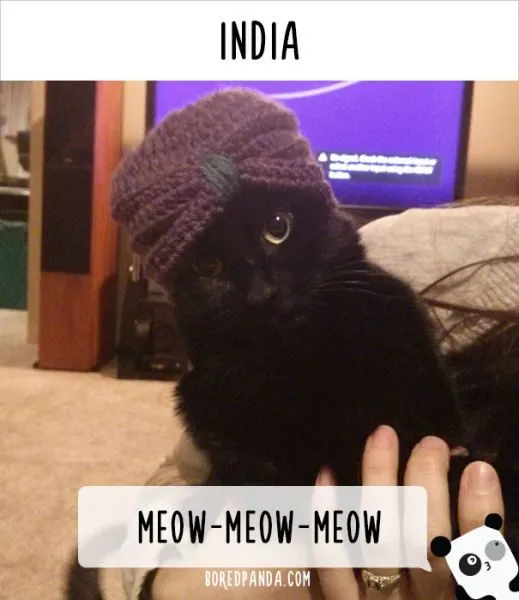 how-people-call-cats-in-india