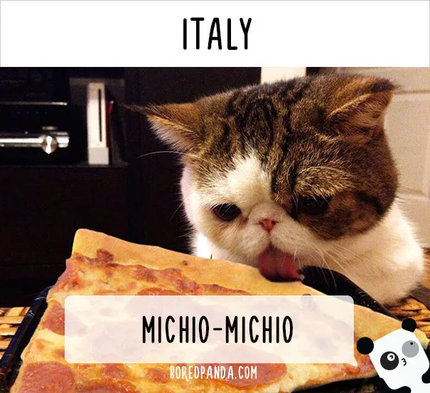 how-people-call-cats-in-italy