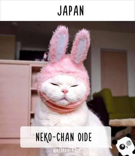 how-people-call-cats-in-japan2