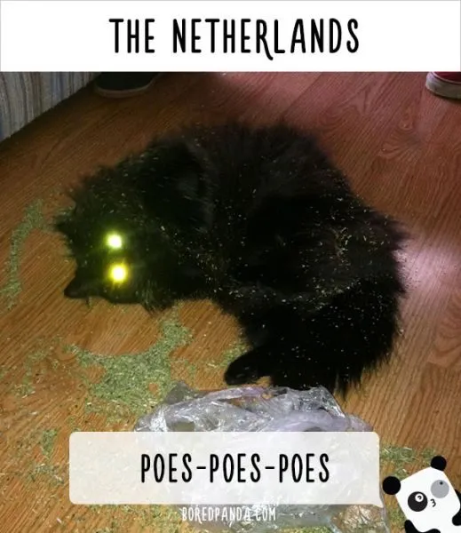 how-people-call-cats-in-netherlands