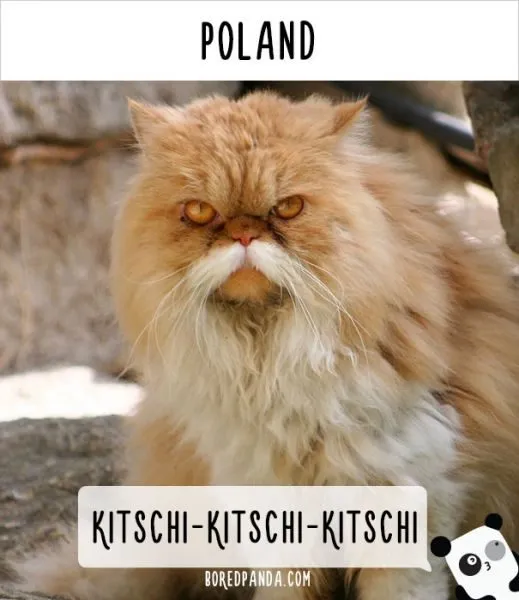 how-people-call-cats-in-poland-1
