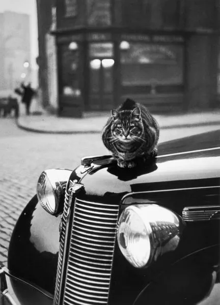 Φωτογραφίες απο λονδρέζικες γάτες του 1950!