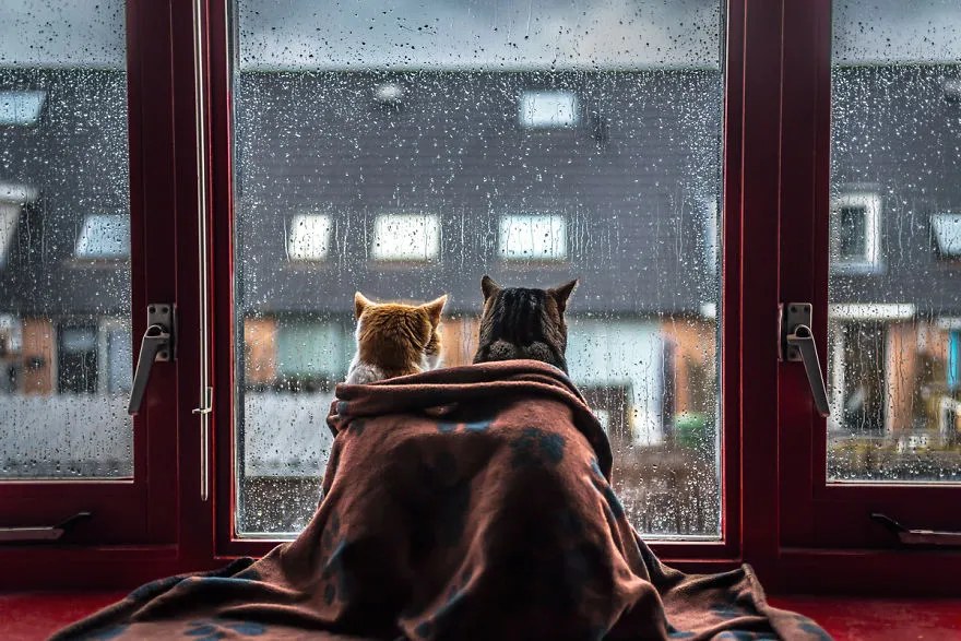 Φωτογραφίζει τις γάτες της όταν βρέχει και το αποτέλεσμα είναι μαγικό!