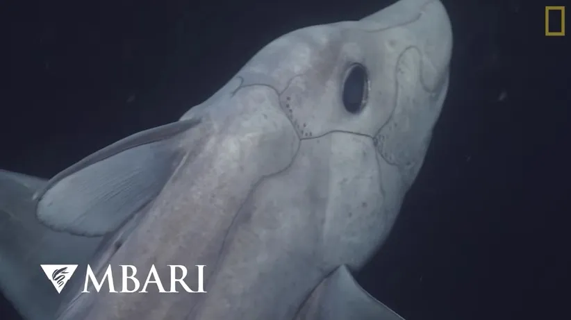 Σπάνιος καρχαρίας - φάντασμα καταγράφηκε πρώτη φορά σε βίντεο!