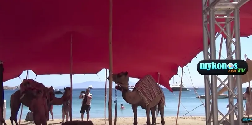 Σε άλλα νέα πραγματικές καμήλες αράζουν σε παραλία της Μυκόνου (video)