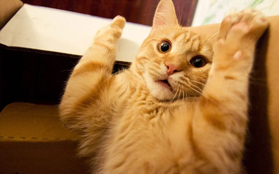 Οι 15 πιο γελοίες φωτογραφίες γατιών στο διαδίκτυο!