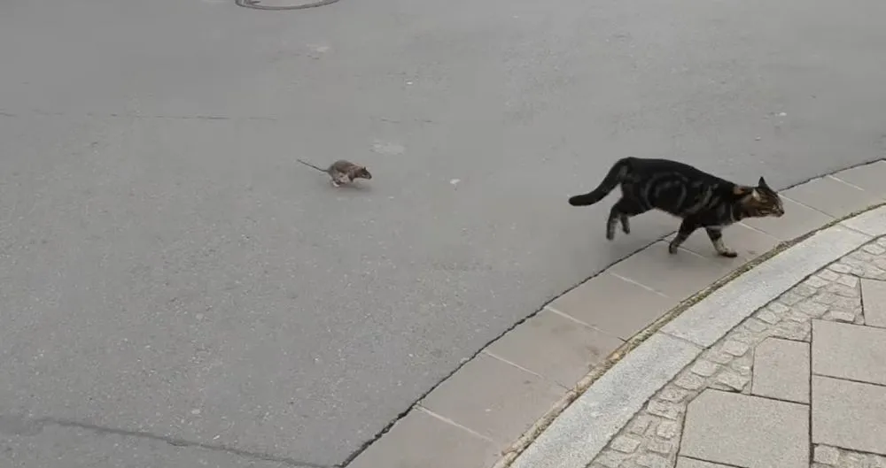 Απίστευτο! Ποντίκι πήρε στο κυνήγι μια... γάτα! (video)