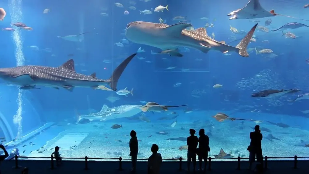 Churaumi Aquarium: Το εντυπωσιακό ενυδρείο της Οκινάουα!