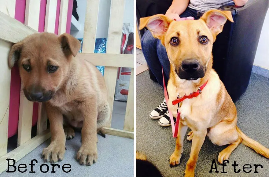 17 σκυλάκια πριν και μετά την υιοθεσία τους που με έκαναν να κλάψω!