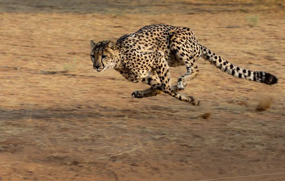 Αυτά είναι τα 10 πιο γρήγορα ζώα στον κόσμο!
