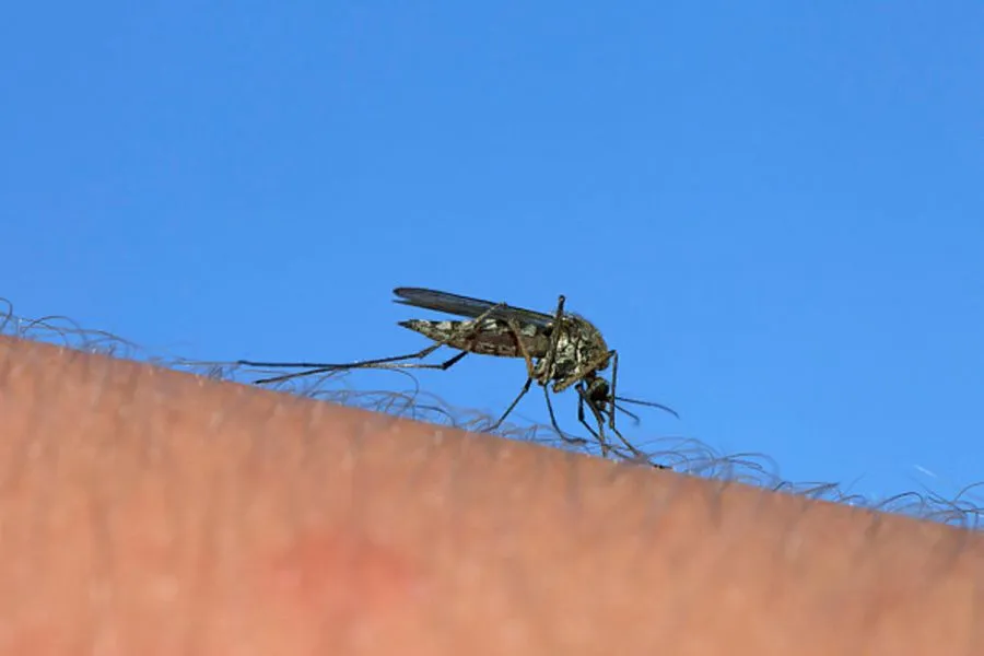15 φυσικοί τρόποι για να αντιμετωπίσεις τα κουνούπια φέτος το καλοκαίρι!