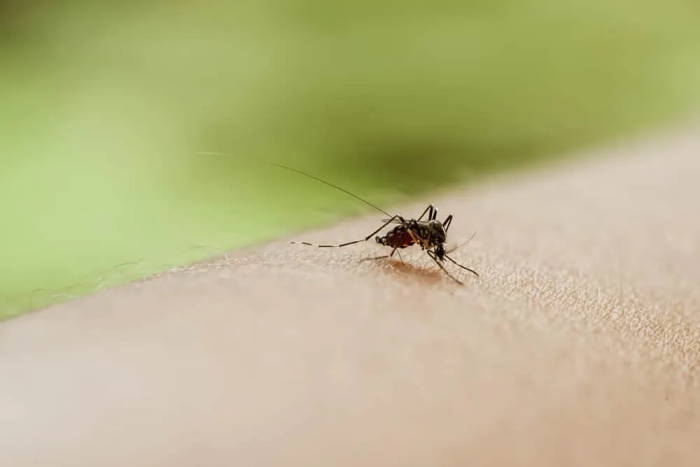 Παγκόσμια Ημέρα κατά των Κουνουπιών 2019: Η ημέρα που ανακαλύφθηκε η αιτία της ελονοσίας