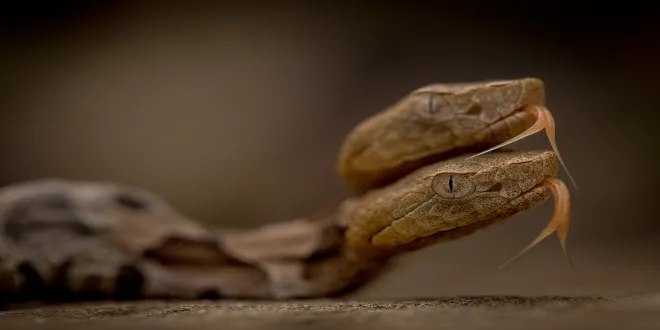 Στις ΗΠΑ ανακαλύφθηκε ένα φίδι με... δύο κεφάλια!