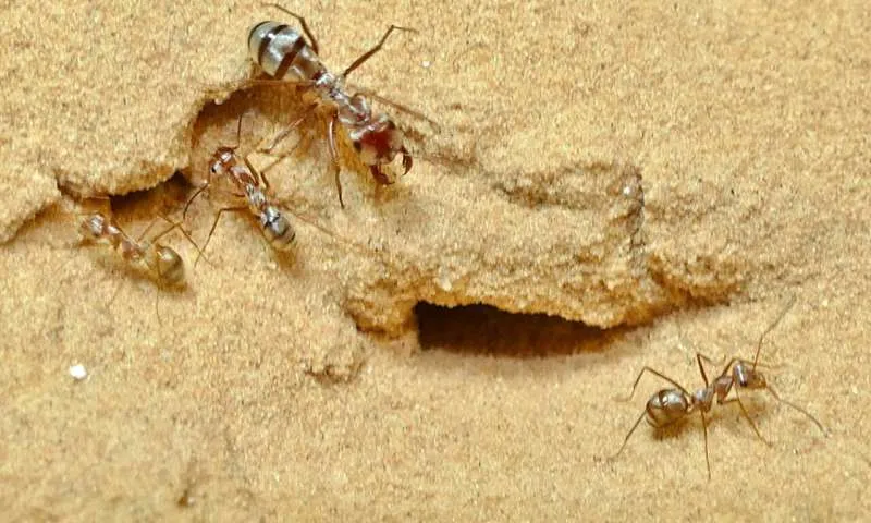 Κι όμως, υπάρχουν μυρμήγκια που μπορούν να συμπεριληφθούν στα πιο γρήγορα ζώα του κόσμου