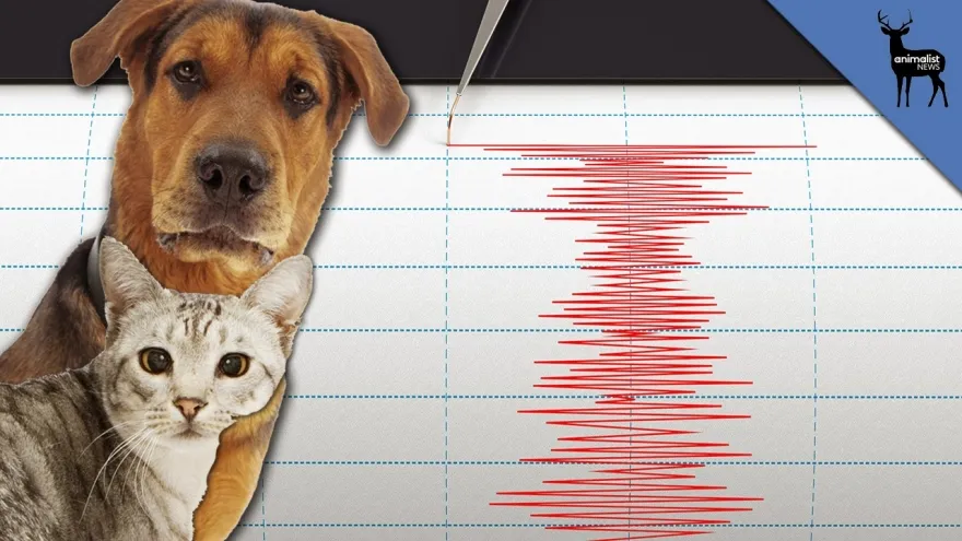 Μπορούν τα ζώα να προβλέψουν έναν σεισμό;