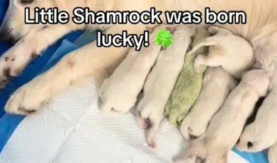 Η «Shamrock» γεννήθηκε με πράσινη γούνα και έγινε viral